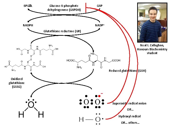 6 PG L Glucose-6 -phosphate dehydrogenase (G 6 PDH) G 6 P NADP+ NADPH