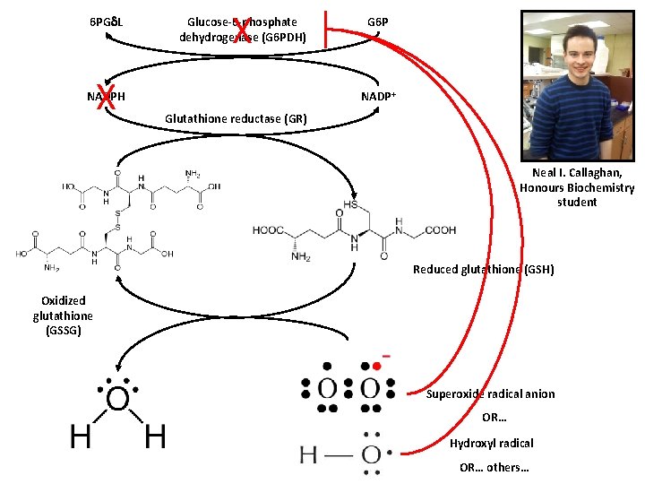 6 PG L X X Glucose-6 -phosphate dehydrogenase (G 6 PDH) G 6 P