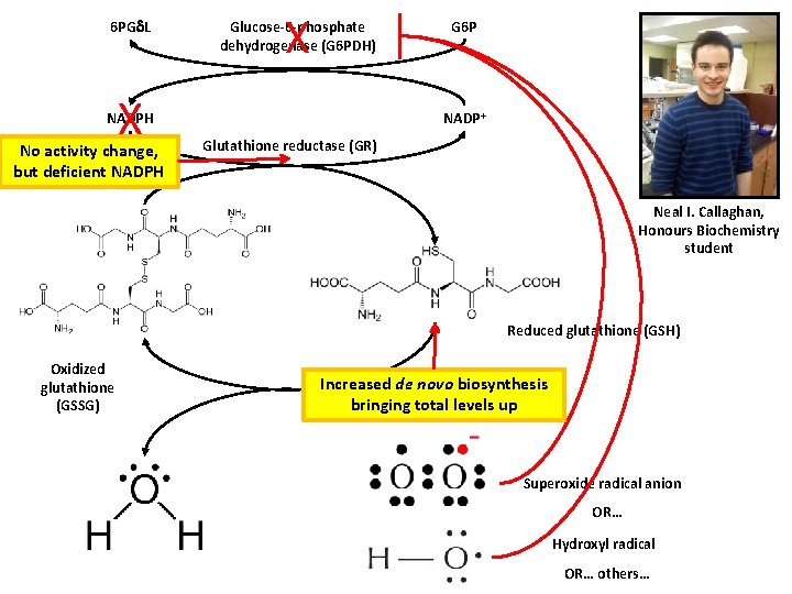 6 PG L X X Glucose-6 -phosphate dehydrogenase (G 6 PDH) NADP+ NADPH No