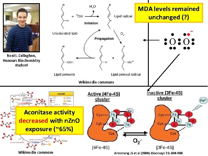 MDA levels remained unchanged (? ) Neal I. Callaghan, Honours Biochemistry student Wikimedia commons
