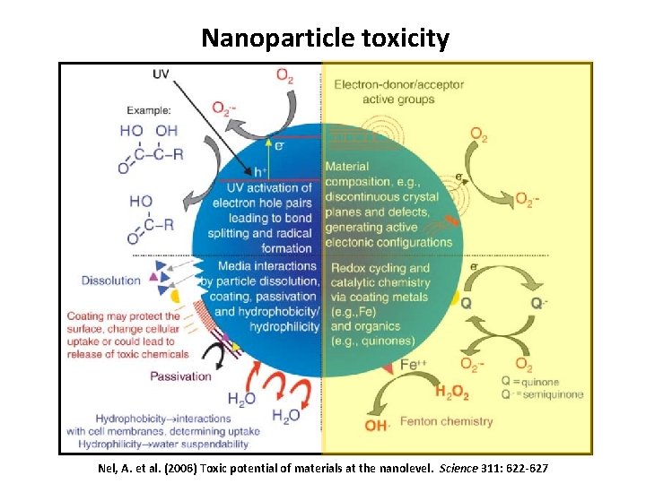 Nanoparticle toxicity Nel, A. et al. (2006) Toxic potential of materials at the nanolevel.