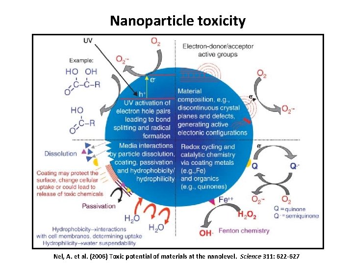 Nanoparticle toxicity Nel, A. et al. (2006) Toxic potential of materials at the nanolevel.