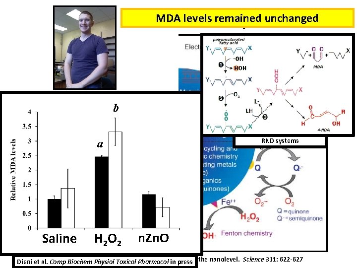 MDA levels remained unchanged Nanoparticle toxicity Patrick T. Gormley, Honours Chemistry student a b