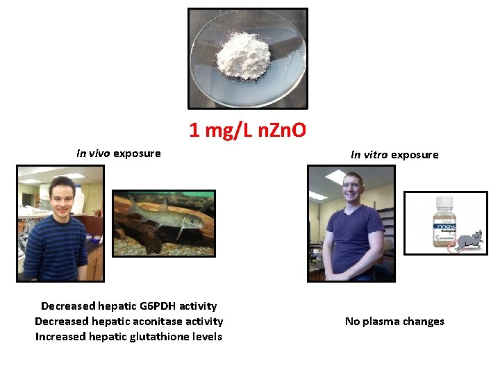 1 mg/L n. Zn. O In vivo exposure Decreased hepatic G 6 PDH activity