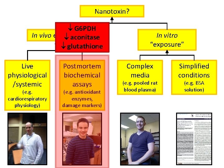 Nanotoxin? G 6 PDH In vivo exposure aconitase glutathione Live physiological /systemic (e. g.