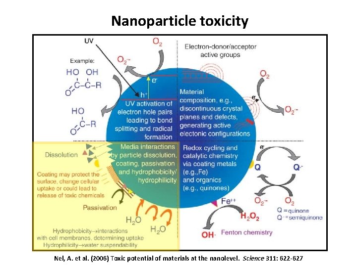 Nanoparticle toxicity Nel, A. et al. (2006) Toxic potential of materials at the nanolevel.