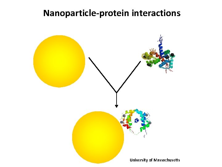 Nanoparticle-protein interactions University of Massachusetts 