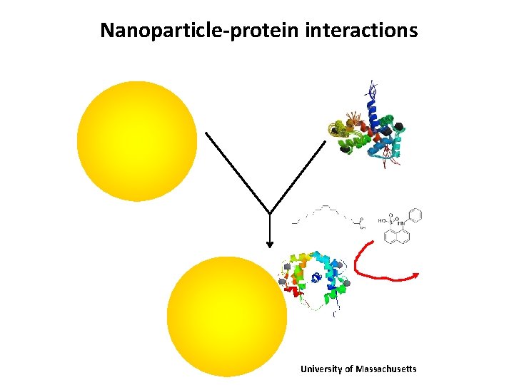 Nanoparticle-protein interactions University of Massachusetts 