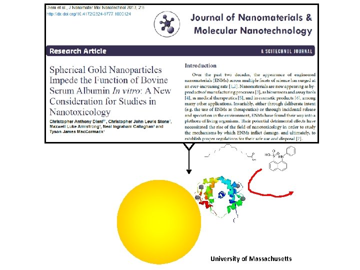 Nanoparticle-protein interactions University of Massachusetts 