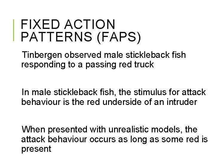 FIXED ACTION PATTERNS (FAPS) Tinbergen observed male stickleback fish responding to a passing red