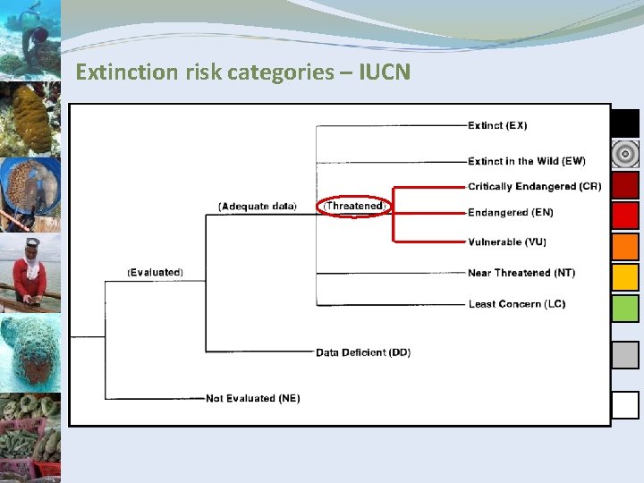 Extinction risk categories – IUCN 