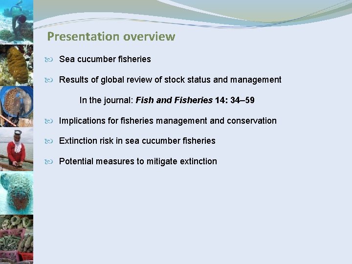 Presentation overview Sea cucumber fisheries Results of global review of stock status and management