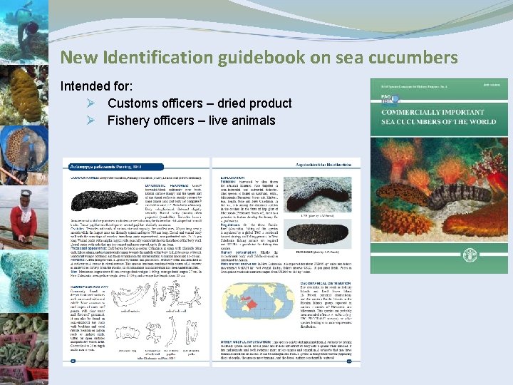 New Identification guidebook on sea cucumbers Intended for: Ø Customs officers – dried product