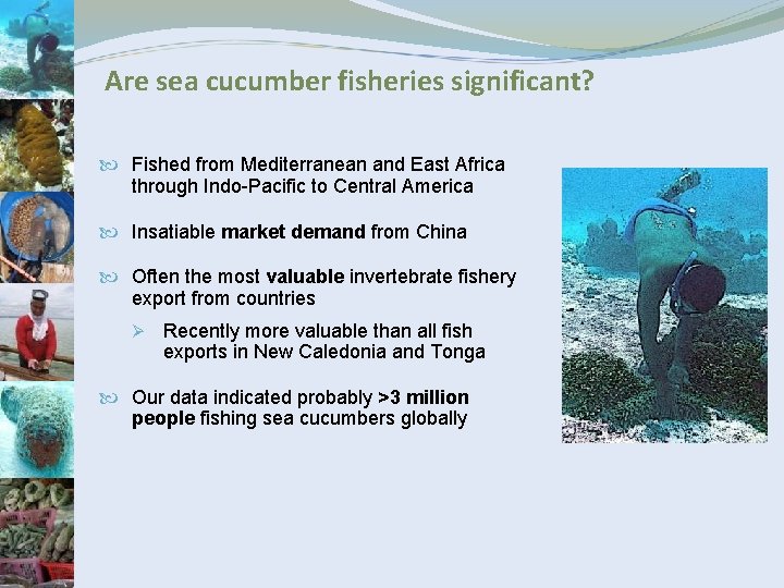 Are sea cucumber fisheries significant? Fished from Mediterranean and East Africa through Indo-Pacific to