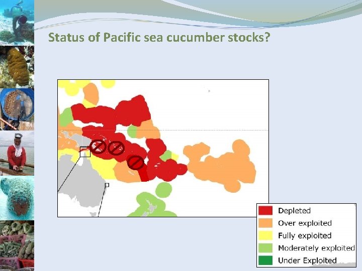 Status of Pacific sea cucumber stocks? 