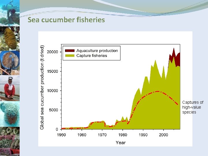 Sea cucumber fisheries Captures of high-value species 