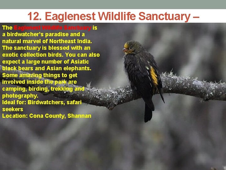 12. Eaglenest Wildlife Sanctuary – The Eaglenest Wildlife Sanctuary is Aa. Birder’s Place a
