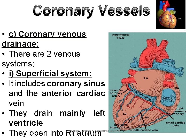 Coronary Vessels • c) Coronary venous drainage: • There are 2 venous systems; •