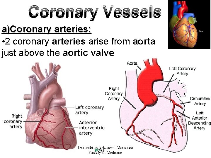 Coronary Vessels a)Coronary arteries: • 2 coronary arteries arise from aorta just above the