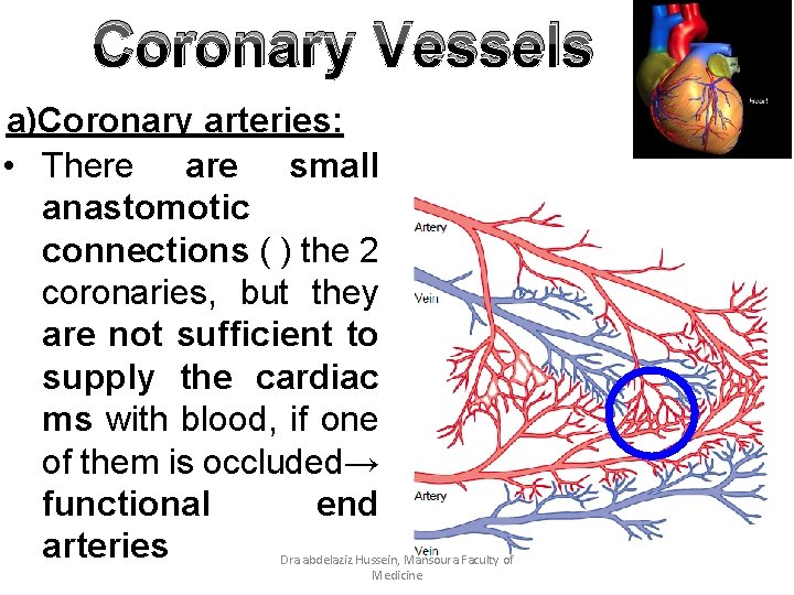 Coronary Vessels a)Coronary arteries: • There are small anastomotic connections ( ) the 2
