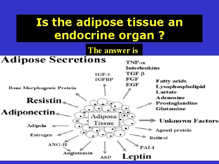 Is the adipose tissue an endocrine organ ? The answer is 