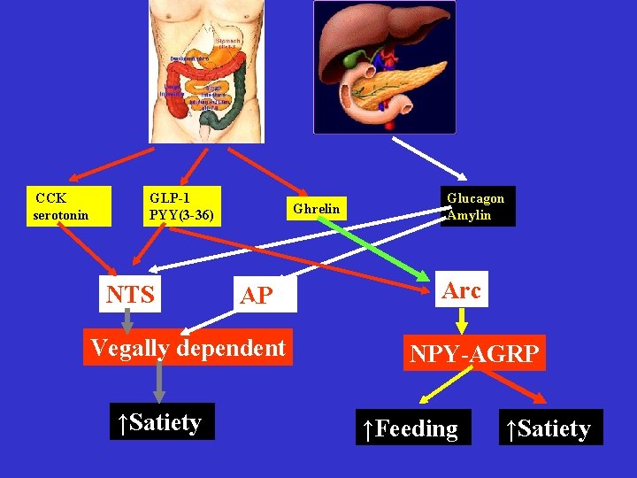 CCK serotonin GLP-1 PYY(3 -36) NTS Ghrelin AP Vegally dependent ↑Satiety Glucagon Amylin Arc