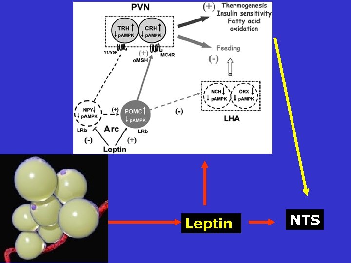 Leptin NTS 