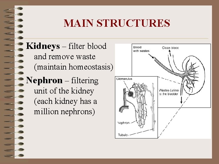 Urinary System MAIN FUNCTIONS Ammonia formed by the