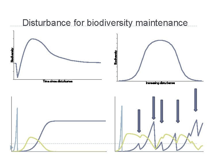 Biodiversity Disturbance for biodiversity maintenance Time since disturbance Increasing disturbance 