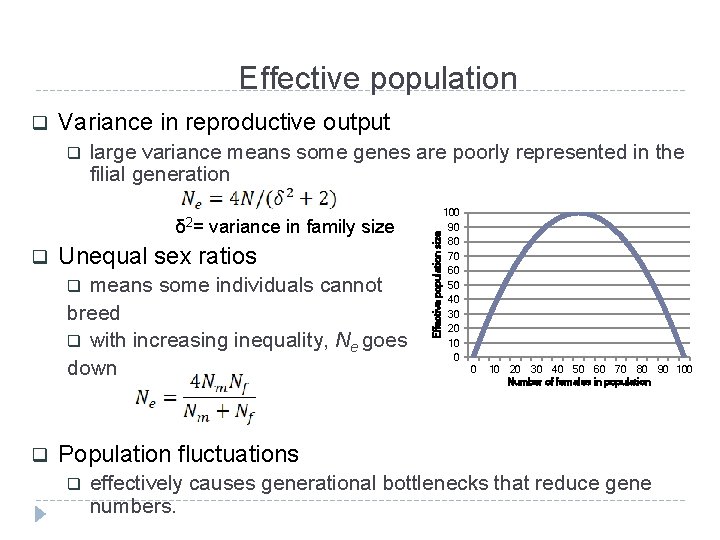 Effective population Variance in reproductive output q large variance means some genes are poorly