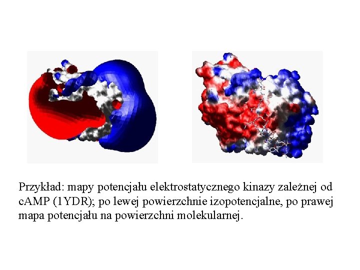 Przykład: mapy potencjału elektrostatycznego kinazy zależnej od c. AMP (1 YDR); po lewej powierzchnie