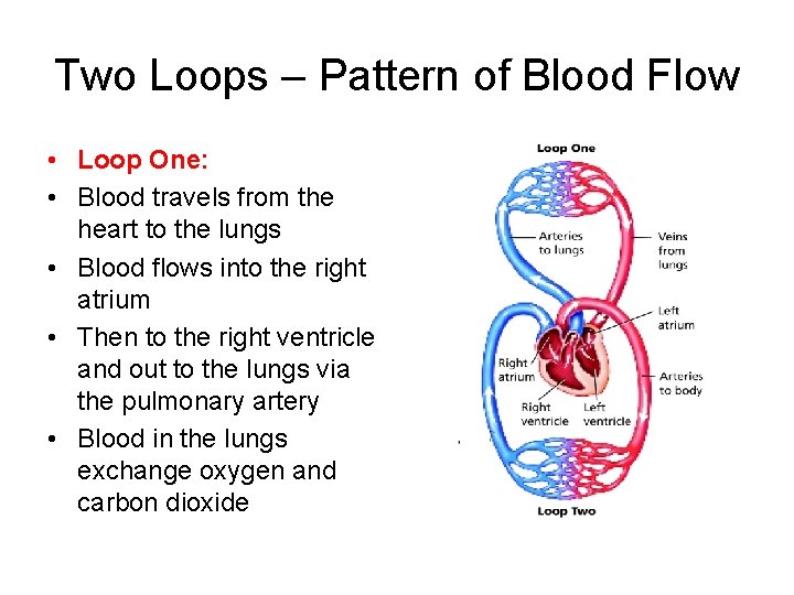 Two Loops – Pattern of Blood Flow • Loop One: • Blood travels from