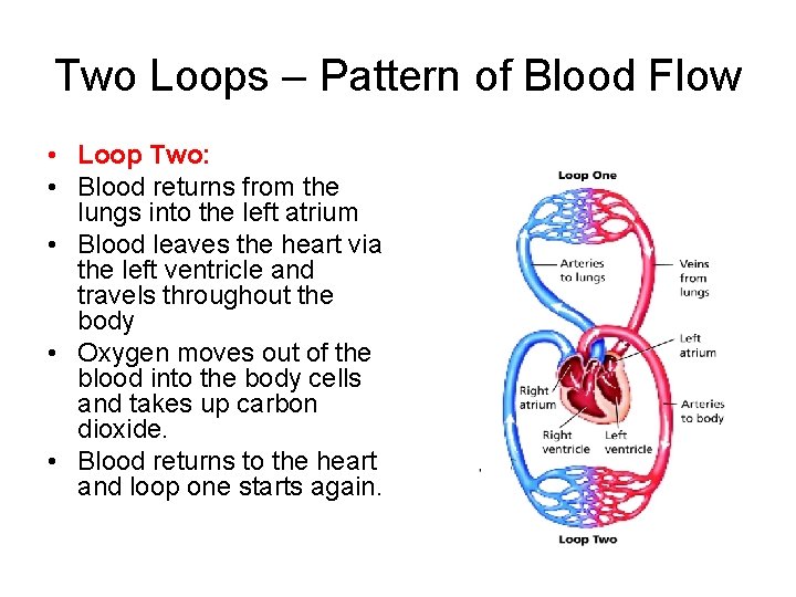 Two Loops – Pattern of Blood Flow • Loop Two: • Blood returns from