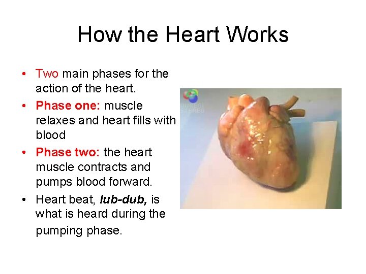 How the Heart Works • Two main phases for the action of the heart.