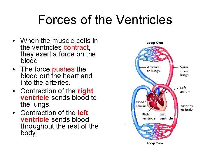 Forces of the Ventricles • When the muscle cells in the ventricles contract, they