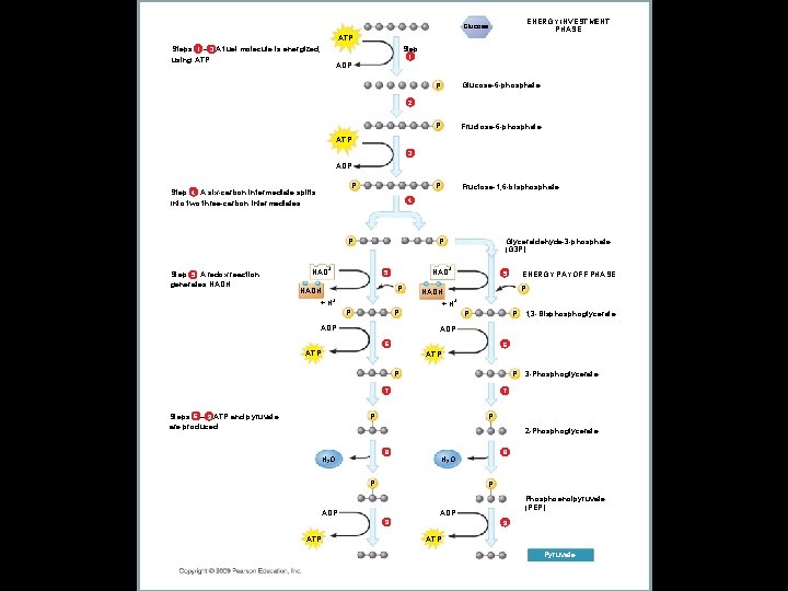 Fig. 6 -7 c ENERGY INVESTMENT PHASE Glucose ATP Steps 1 – 3 A