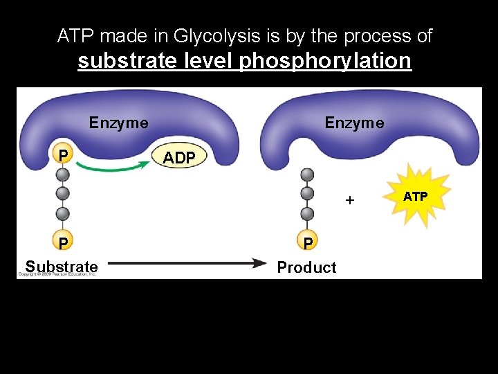 Fig. 6 -7 b ATP made in Glycolysis is by the process of substrate
