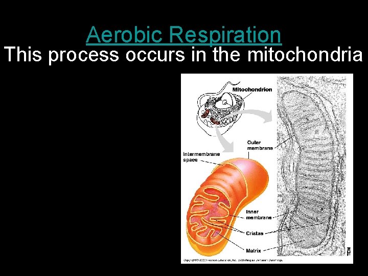 Aerobic Respiration This process occurs in the mitochondria 