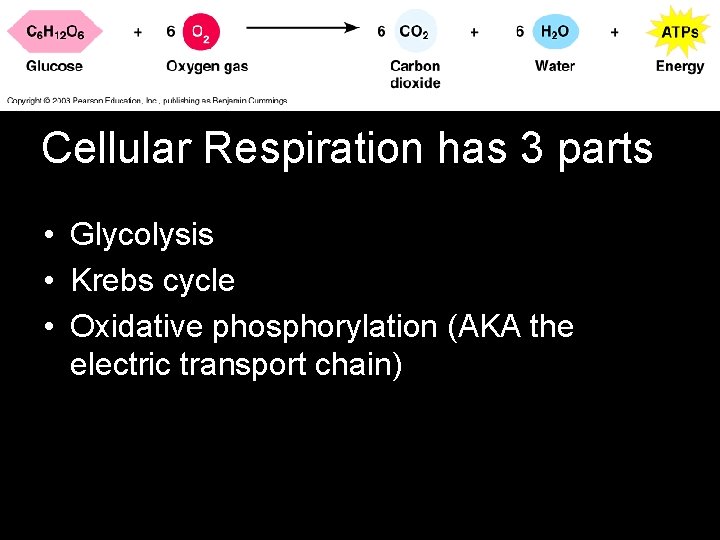 Cellular Respiration has 3 parts • Glycolysis • Krebs cycle • Oxidative phosphorylation (AKA