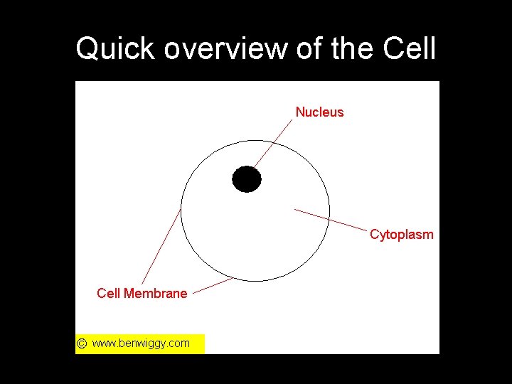 Quick overview of the Cell 