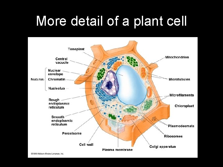 More detail of a plant cell 