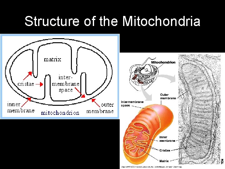 Structure of the Mitochondria 