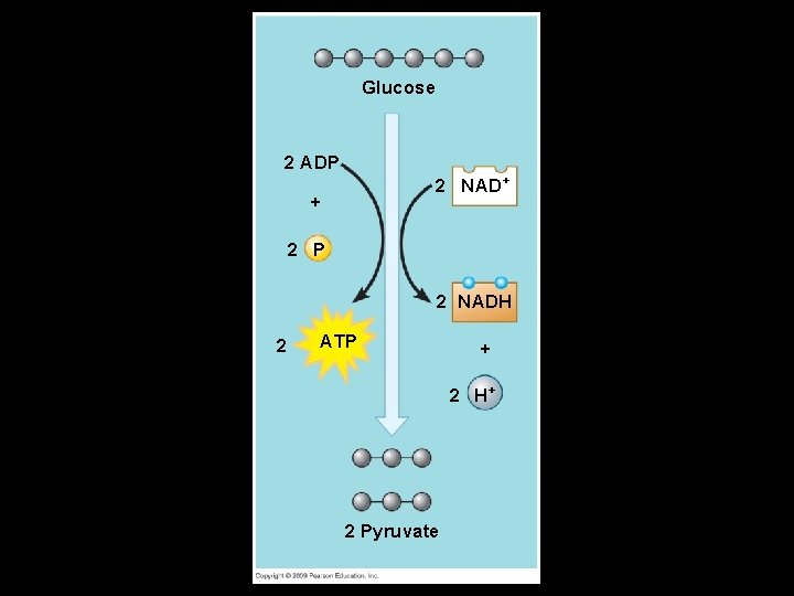 Fig. 6 -7 a Glucose 2 ADP 2 NAD+ + 2 P 2 NADH