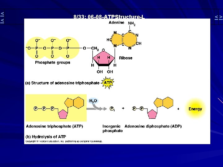 < < 8/33: 06 -08 -ATPStructure-L <> 