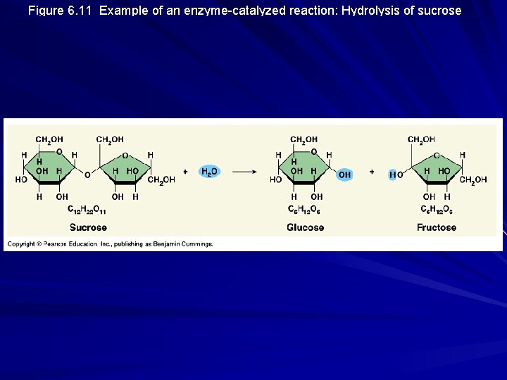 Figure 6. 11 Example of an enzyme-catalyzed reaction: Hydrolysis of sucrose 