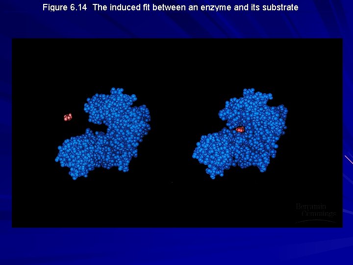 Figure 6. 14 The induced fit between an enzyme and its substrate 