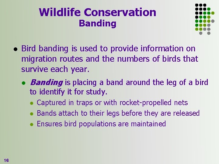 Wildlife Conservation Banding l Bird banding is used to provide information on migration routes