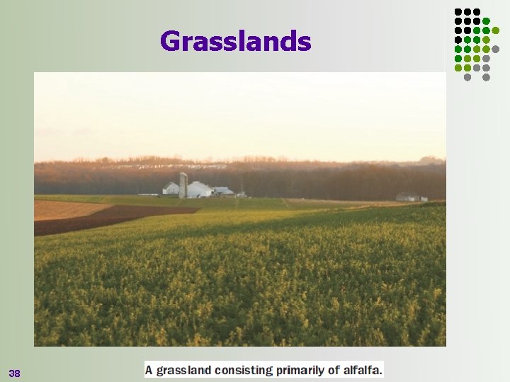Grasslands 38 