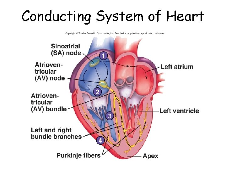 Conducting System of Heart 