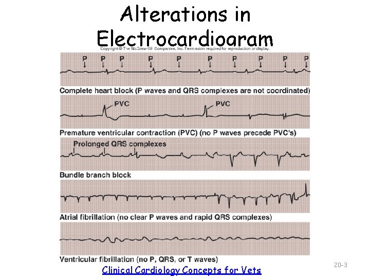 Alterations in Electrocardiogram Clinical Cardiology Concepts for Vets 20 -3 